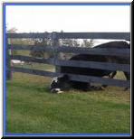cow1.jpg