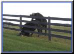 cow2.jpg