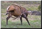 deer_antlers.jpg