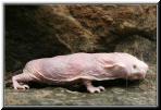 naked_mole_rat.jpg