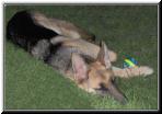 on_grass.jpg